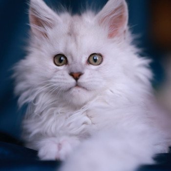 chaton Maine coon black silver shaded Aloha Elevage de maine coon L'Or sauvage