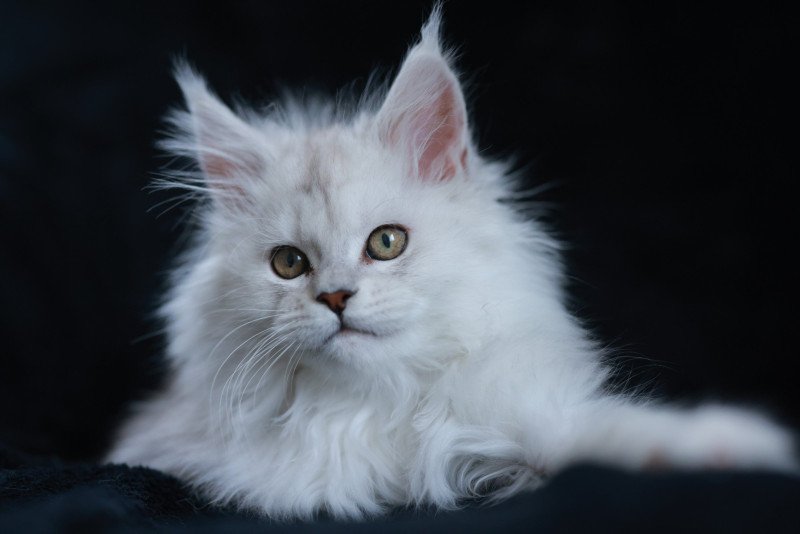 Aloha DE L'OR SAUVAGE Femelle Maine coon