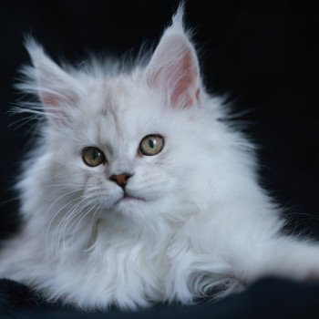 chaton Maine coon black silver shaded Aloha Elevage de maine coon L'Or sauvage