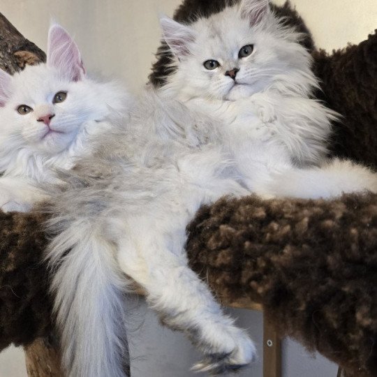 chaton Maine coon black silver shaded Aloha Elevage de maine coon L'Or sauvage