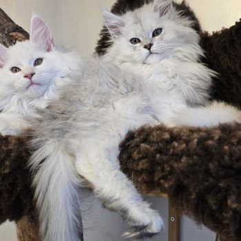 chaton Maine coon black silver shaded Aloha Elevage de maine coon L'Or sauvage