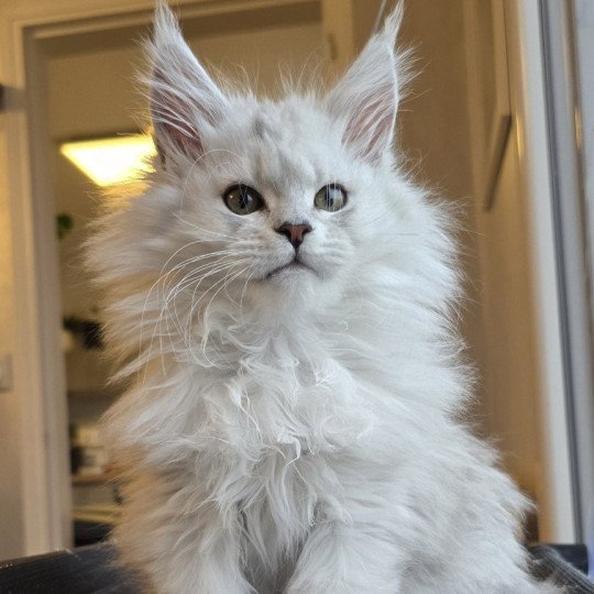 chaton Maine coon black silver shaded Aloha Elevage de maine coon L'Or sauvage