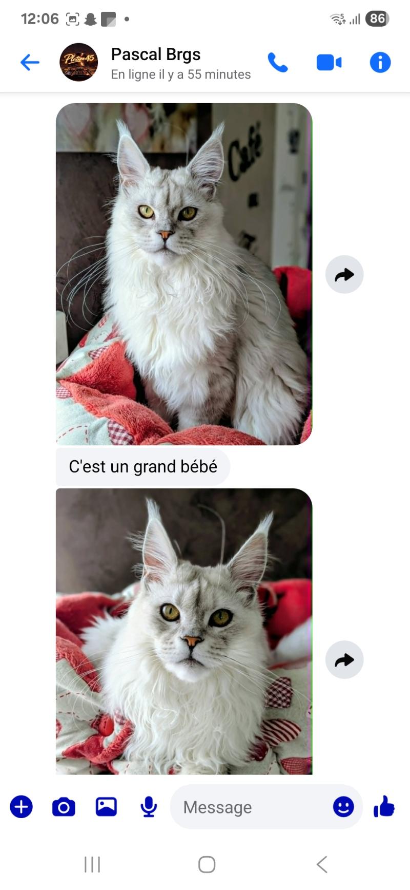 Aloha DE L'OR SAUVAGE Femelle Maine coon