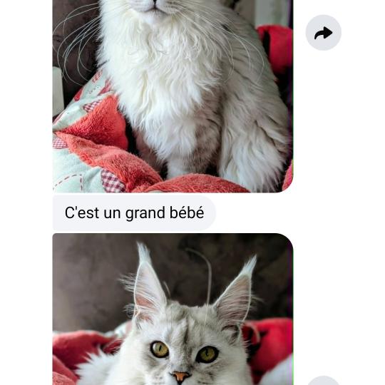 Aloha DE L'OR SAUVAGE Femelle Maine coon