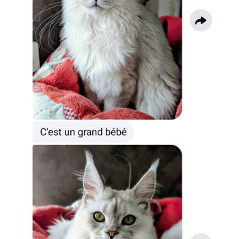 chaton Maine coon black silver shaded Aloha Elevage de maine coon L'Or sauvage
