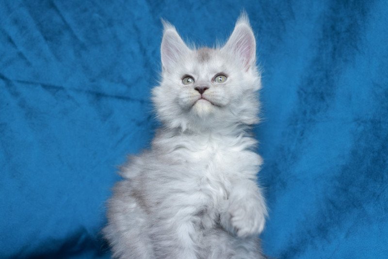 Aloïse DE L'OR SAUVAGE Femelle Maine coon