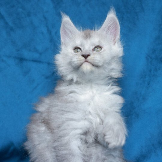 Aloïse DE L'OR SAUVAGE Femelle Maine coon