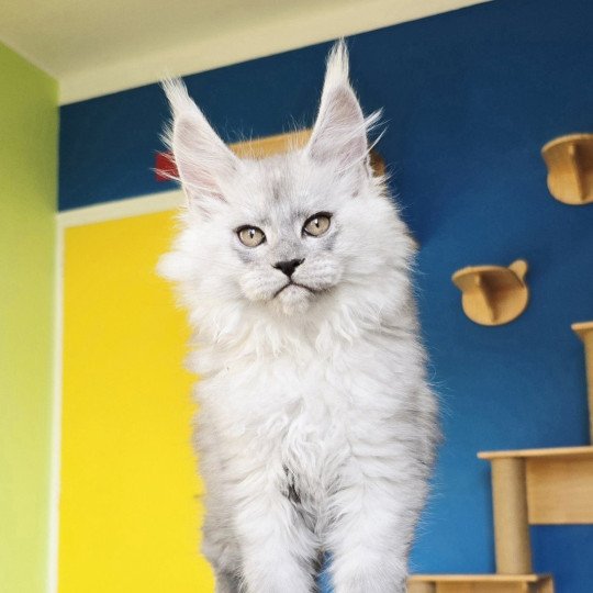 Aloïse DE L'OR SAUVAGE Femelle Maine coon
