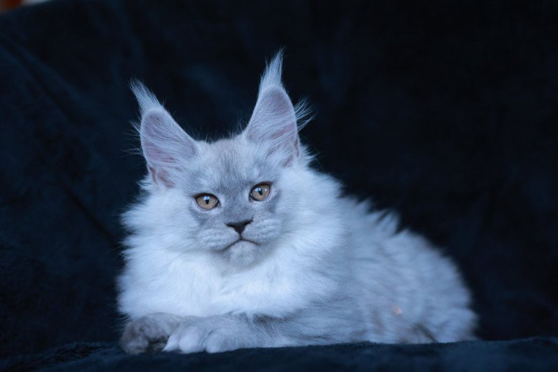 Aloïse DE L'OR SAUVAGE Femelle Maine coon