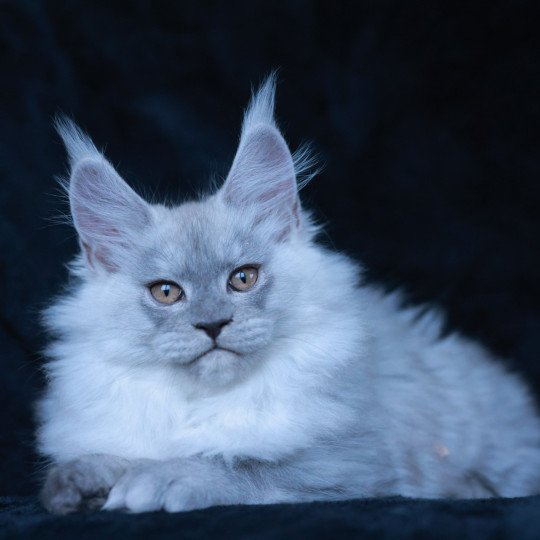 chaton Maine coon black smoke Aloïse Elevage de maine coon L'Or sauvage