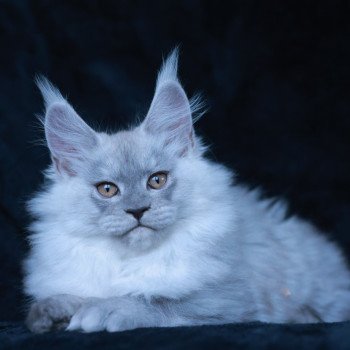 chaton Maine coon black smoke Aloïse Elevage de maine coon L'Or sauvage