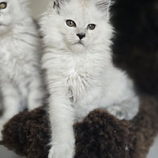 chaton Maine coon black silver shaded Althesse Elevage de maine coon L'Or sauvage