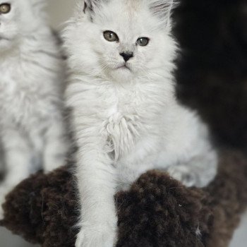 chaton Maine coon black silver shaded Althesse Elevage de maine coon L'Or sauvage chaton Maine coon black silver shaded Althesse Elevage de maine coon L'Or sauvage