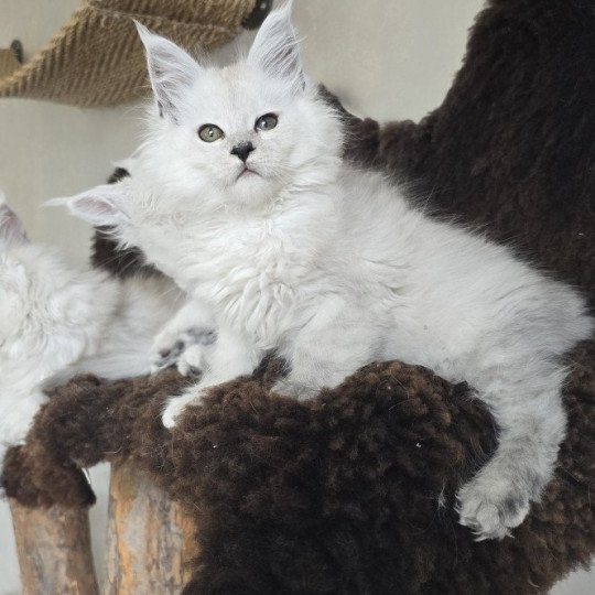 chaton Maine coon black silver shaded Althesse Elevage de maine coon L'Or sauvage