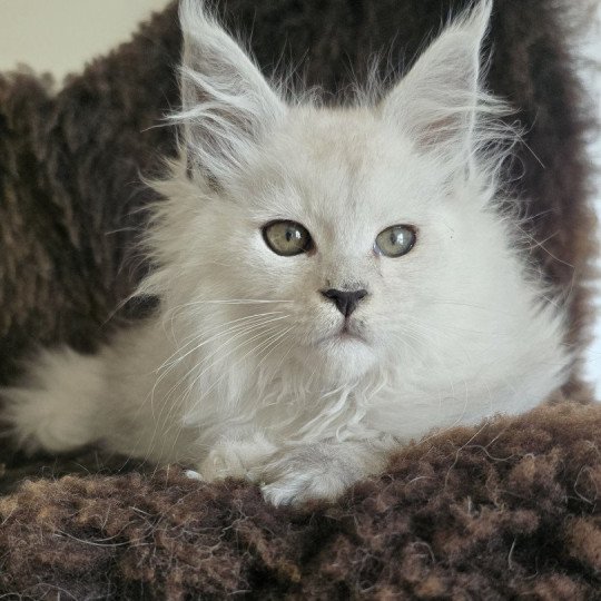 chaton Maine coon black silver shaded Althesse Elevage de maine coon L'Or sauvage
