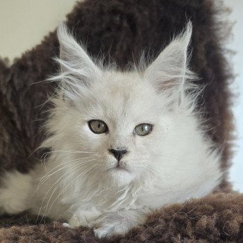 chaton Maine coon black silver shaded Althesse Elevage de maine coon L'Or sauvage chaton Maine coon black silver shaded Althesse Elevage de maine coon L'Or sauvage