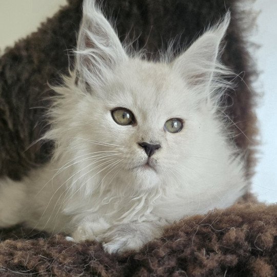 chaton Maine coon black silver shaded Althesse Elevage de maine coon L'Or sauvage