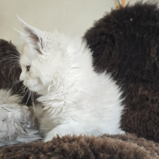 chaton Maine coon black silver shaded Althesse Elevage de maine coon L'Or sauvage