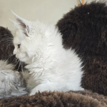 chaton Maine coon black silver shaded Althesse Elevage de maine coon L'Or sauvage chaton Maine coon black silver shaded Althesse Elevage de maine coon L'Or sauvage