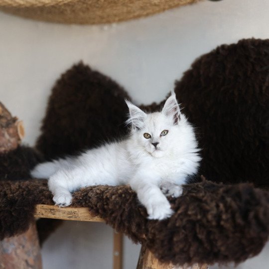 chaton Maine coon black smoke Althesse Elevage de maine coon L'Or sauvage