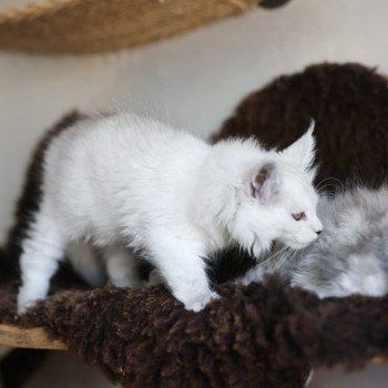chaton Maine coon black smoke Althesse Elevage de maine coon L'Or sauvage chaton Maine coon black smoke Althesse Elevage de maine coon L'Or sauvage