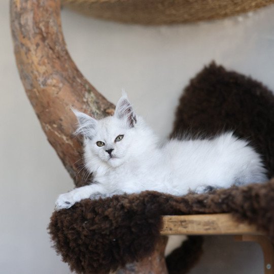 chaton Maine coon black smoke Althesse Elevage de maine coon L'Or sauvage