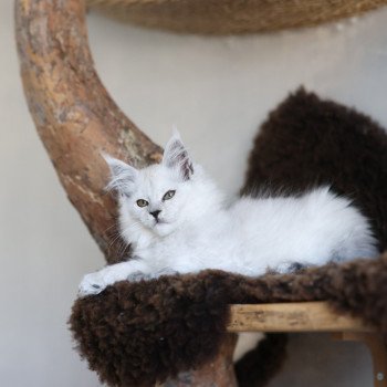 chaton Maine coon black smoke Althesse Elevage de maine coon L'Or sauvage chaton Maine coon black smoke Althesse Elevage de maine coon L'Or sauvage