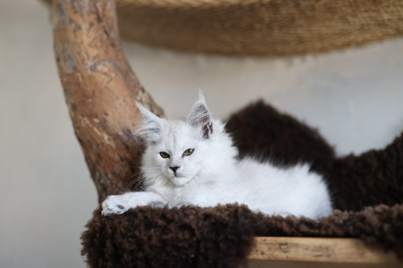 Althesse DE L'OR SAUVAGE Femelle Maine coon