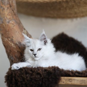 chaton Maine coon black smoke Althesse Elevage de maine coon L'Or sauvage chaton Maine coon black smoke Althesse Elevage de maine coon L'Or sauvage