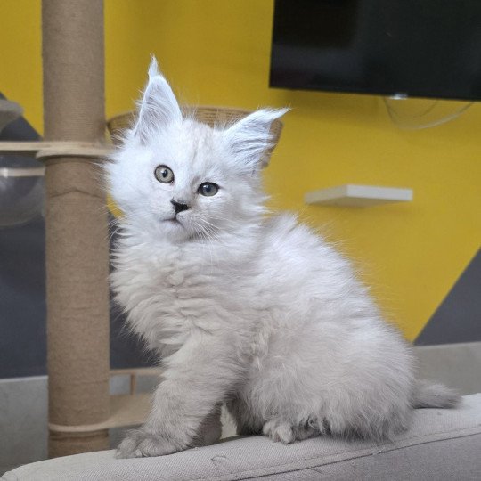Althesse DE L'OR SAUVAGE Femelle Maine coon
