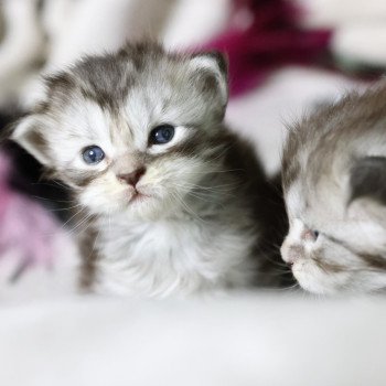 chaton Maine coon black silver blotched tabby Amélia Elevage de maine coon L'Or sauvage chaton Maine coon black silver blotched tabby Amélia Elevage de maine coon L'Or sauvage