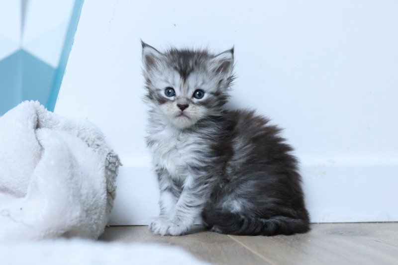 Amélia DE L'OR SAUVAGE Femelle Maine coon
