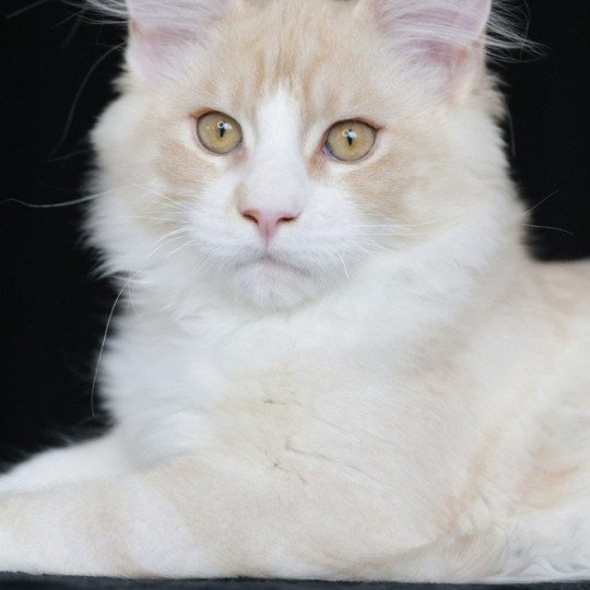 chaton Maine coon cream silver blotched tabby Angel Elevage de maine coon L'Or sauvage
