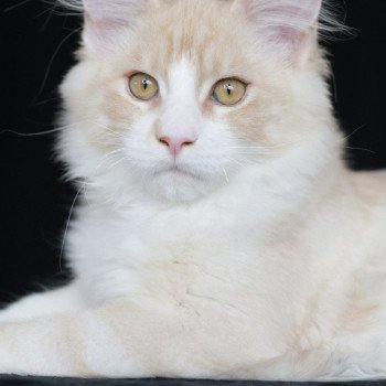 chaton Maine coon cream silver blotched tabby Angel Elevage de maine coon L'Or sauvage