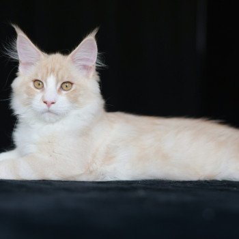 chaton Maine coon cream silver blotched tabby Angel Elevage de maine coon L'Or sauvage