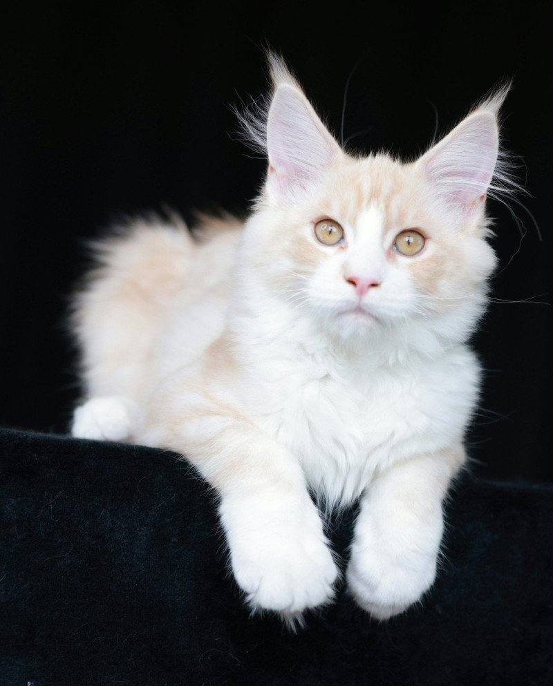 Angel Mâle Maine coon