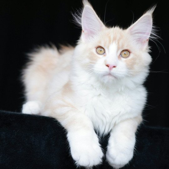 Angel Mâle Maine coon