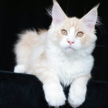 chaton Maine coon cream silver blotched tabby Angel Elevage de maine coon L'Or sauvage