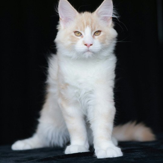 chaton Maine coon cream silver blotched tabby Angel Elevage de maine coon L'Or sauvage
