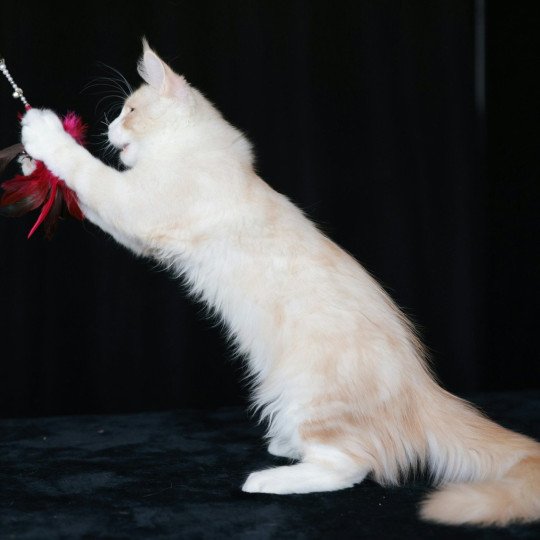 chaton Maine coon cream silver blotched tabby Angel Elevage de maine coon L'Or sauvage