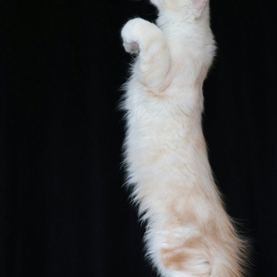 chaton Maine coon cream silver blotched tabby Angel Elevage de maine coon L'Or sauvage