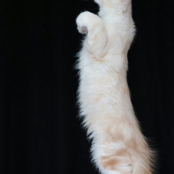 chaton Maine coon cream silver blotched tabby Angel Elevage de maine coon L'Or sauvage