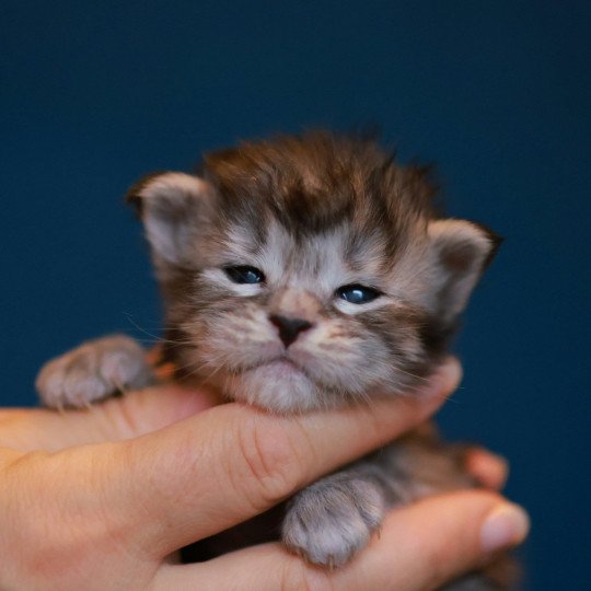 chaton Maine coon black silver mackerel tabby Anoréa Elevage de maine coon L'Or sauvage