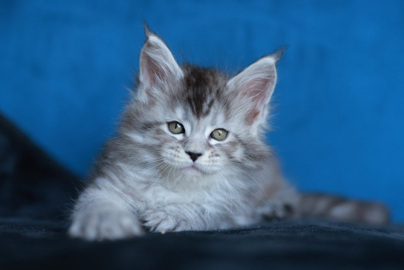Anoréa DE L'OR SAUVAGE Femelle Maine coon