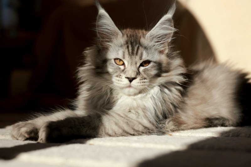 Anoréa DE L'OR SAUVAGE Femelle Maine coon