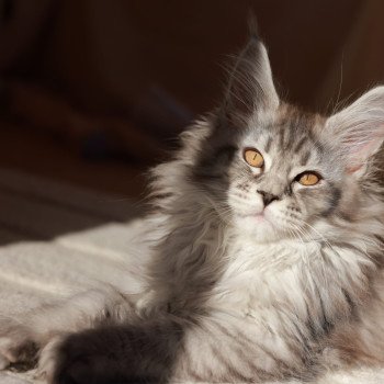 chaton Maine coon black silver mackerel tabby Anoréa Elevage de maine coon L'Or sauvage