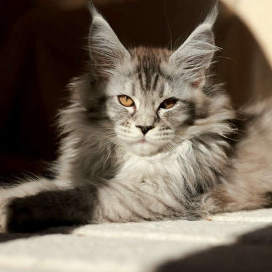 chaton Maine coon black silver mackerel tabby Anoréa Elevage de maine coon L'Or sauvage