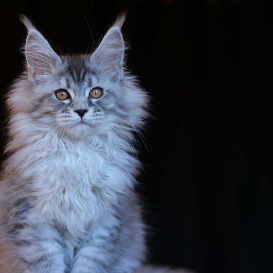 chaton Maine coon black silver mackerel tabby Anoréa Elevage de maine coon L'Or sauvage