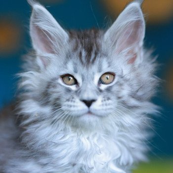 chaton Maine coon black silver mackerel tabby Anoréa Elevage de maine coon L'Or sauvage