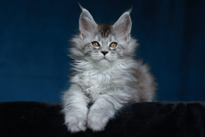 Anoréa DE L'OR SAUVAGE Femelle Maine coon